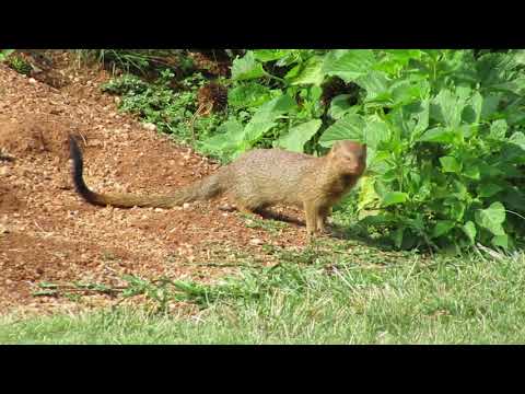 Slender Mongoose escapades