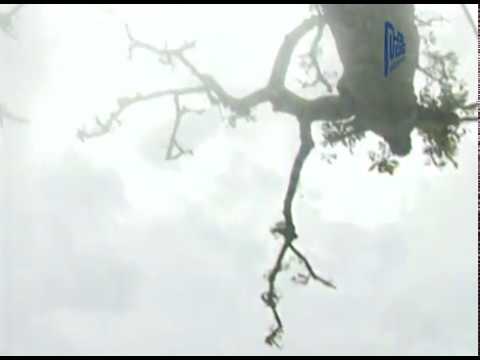 Thể hiện bởi Trịnh Công Sơn