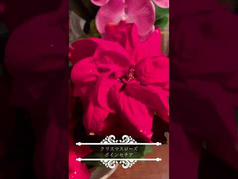 ヘレボルス クリスマス ピンク 日陰の場所のメンテナンス