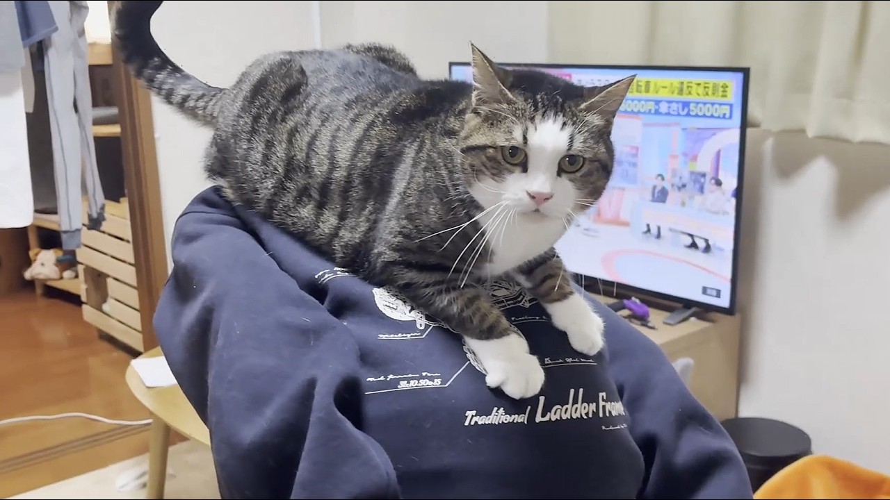 大きくなっても娘が大好きで背中に乗ってあげる猫