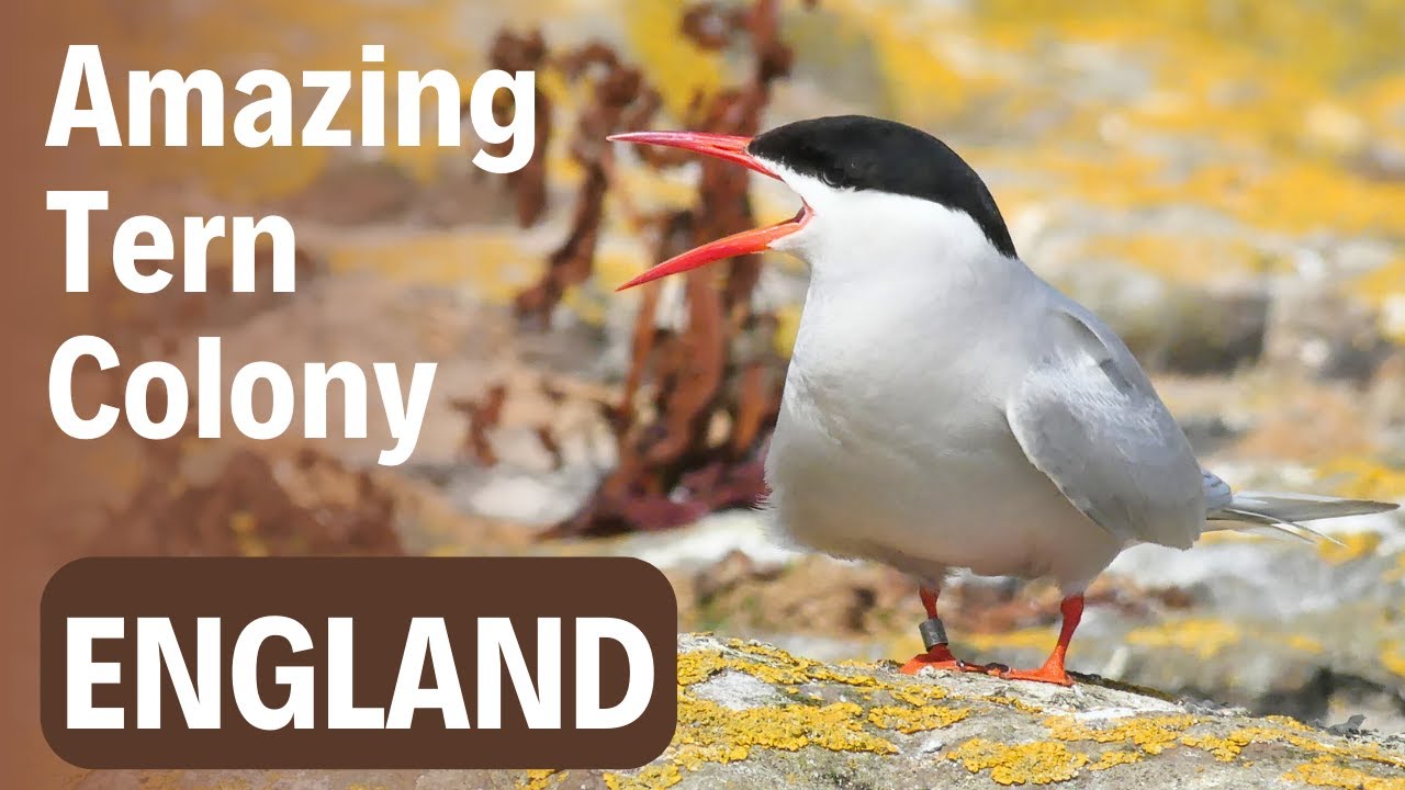 Nesting Tern Colony Birding Adventure