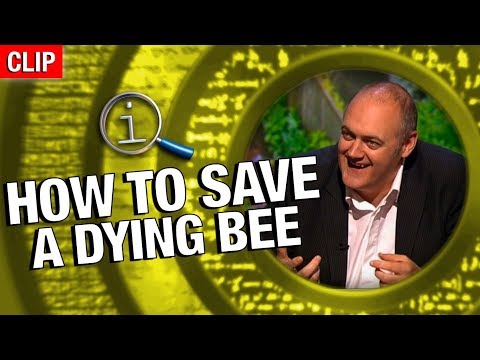 Jak zachránit umírající včelu
