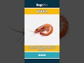 prawn - a small sea animal with a s... video thumbnail