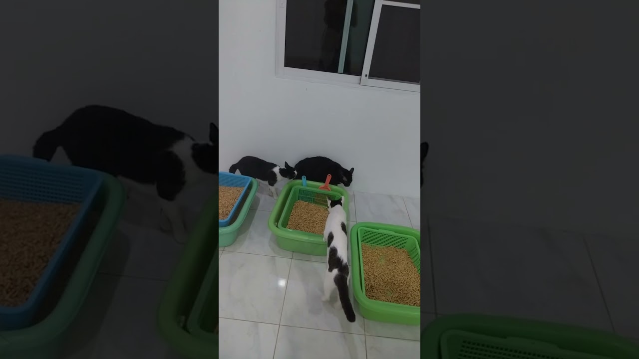 初めてレオ君のガチギレ見ました！