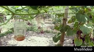 নিরাপদ ‍সবজি চাষ