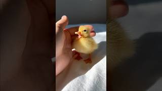 Download lagu Such a cute baby duckling #shorts mp3 Download lagu Such a cute baby duckling #shorts mp3