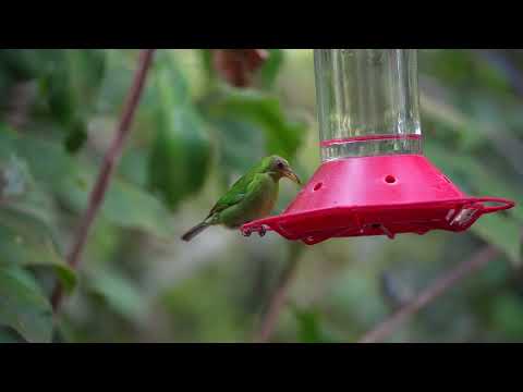 Green Honeycreeper