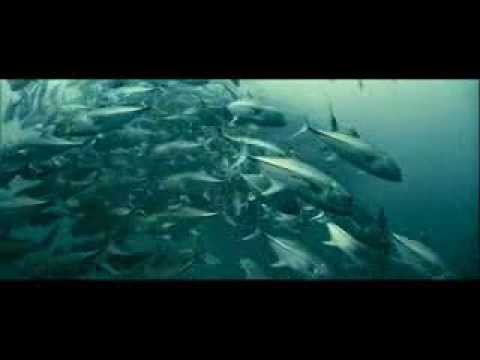 Discknocked - Ocean (original mix)