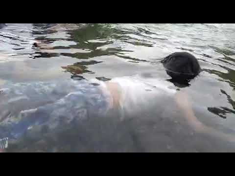 kaka monic lagi belajar tahan nafas di dalam air #berenang