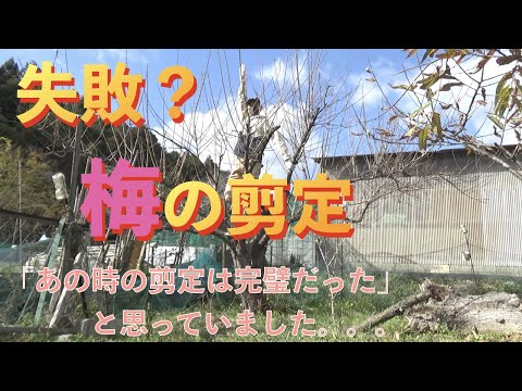 なぜ私の梅の木は泣いているのですか？果樹の原因、ヒントと予防  庭園