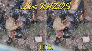 Los Razos-Soy mas cabron que ese wey letra/lyrics