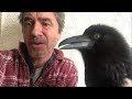 Pet Raven Being A Jerk
