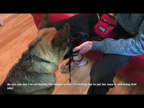 Muzzle conditioning
