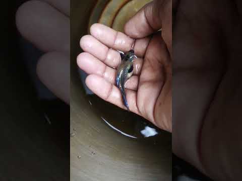 Full loaded elephant ear guppy fish #shorts