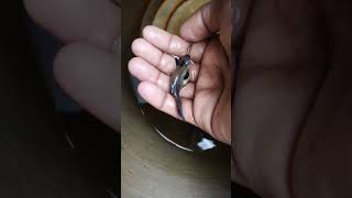 Full loaded elephant ear guppy fish #shorts