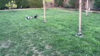 Video preview image #1 Chihuahua-Unknown Mix Puppy For Sale in Corona, CA, USA