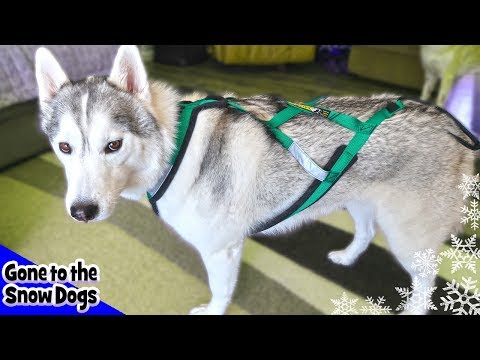 download lagu mp3 mp4 Canine Cross Harness, download lagu Canine Cross Harness gratis, unduh video klip Canine Cross Harness