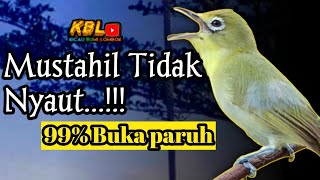 Download lagu CIAK CIAK JOSS KECIAL KUNING AMPUH||PANCINGAN KECIAL MALAS BUNYI|| mp3 Download lagu CIAK CIAK JOSS KECIAL KUNING AMPUH||PANCINGAN KECIAL MALAS BUNYI|| mp3