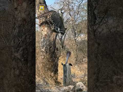 Leopard 🐆 vs snake 🐍 😅😅😅 #shorts #youtubeshorts #animals