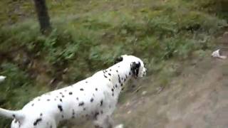 preview picture of video 'Kymco Agility 50 and Dalmatian Bartik  :).Area  Saint-Petersburg    Russia'