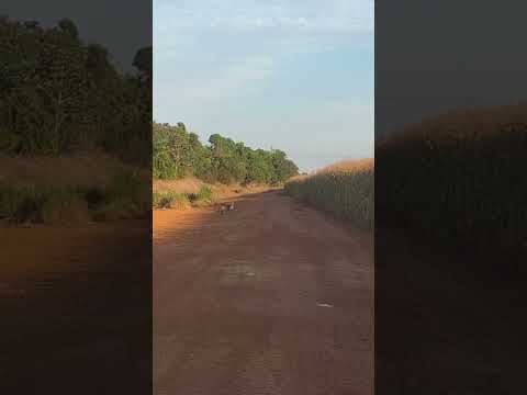 Duas onças-pintadas flagradas em Lucas do Rio Verde/MT🐆🌿