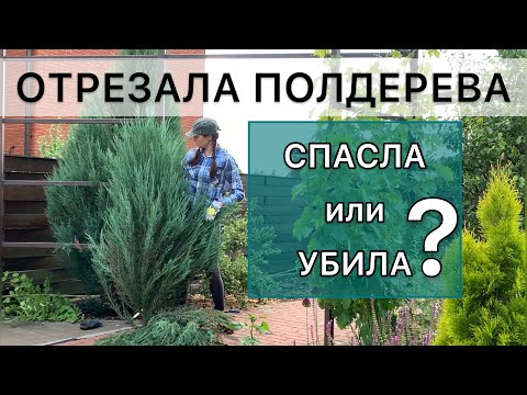 Жесткая обрезка. Слабонервным не смотреть! Формировка кроны можжевельника скального в один ствол.