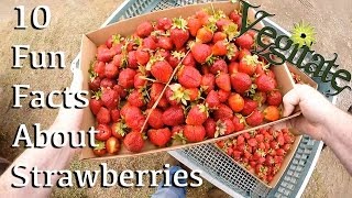 10 Facts About The Strawberry That You Need To Know.