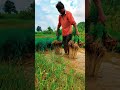 Kheti Kishani Status Shortsvideos