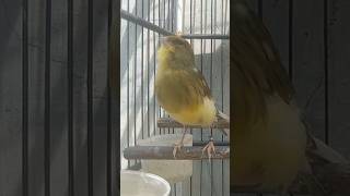 Download lagu SUARA KENARI BETINA GACOR NGEROL mp3