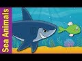 Under The Sea | Marine and Sea Animals Song for Kids | ESL for Kids | Fun Kids English