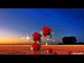 Good Night Video