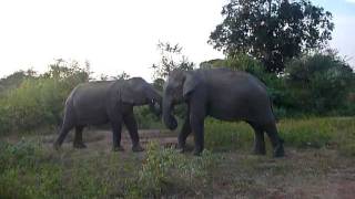 preview picture of video 'Sri Lanka,ශ්‍රී ලංකා,Ceylon,Elephants Playing (02)'