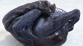 This Is A Real Chicken?!