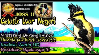 Download lagu Himalayan Black-lored Tit - Best Bird Sound, Birdsong, Bird Call, Bird Chirping mp3 Download lagu Himalayan Black-lored Tit - Best Bird Sound, Birdsong, Bird Call, Bird Chirping mp3