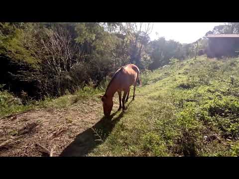 DOMEI UM CAVALO SELVAGEM