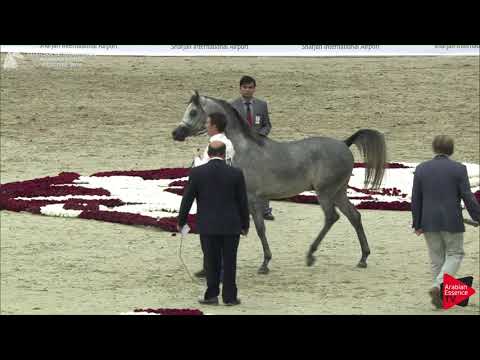 164 D RANNAN Sharjah International 2018