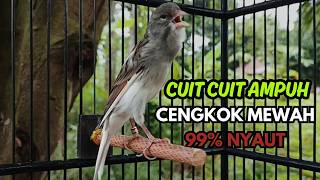 Download lagu KENARI GACOR  Cuit CUIT BIRAHI SUARA Kenari MASTERAN TERBAIK UNTUK PANCINGAN & MASTERAN Kenari PAUD mp3