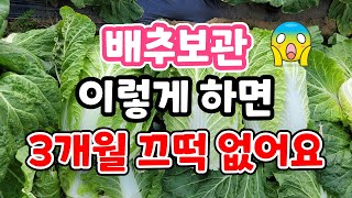 배추보관 이렇게하면내년 2월까지 끄떡없어요. 내년 봄까지 김장배추 먹는방법