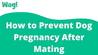 How to Prevent Dog Pregnancy After Mating | Wag!