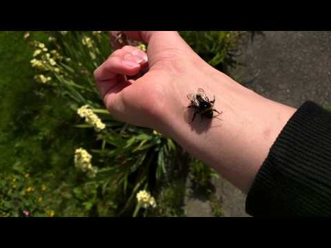 Holding a Friendly Bumble Bee #bee #holding #bumblebee