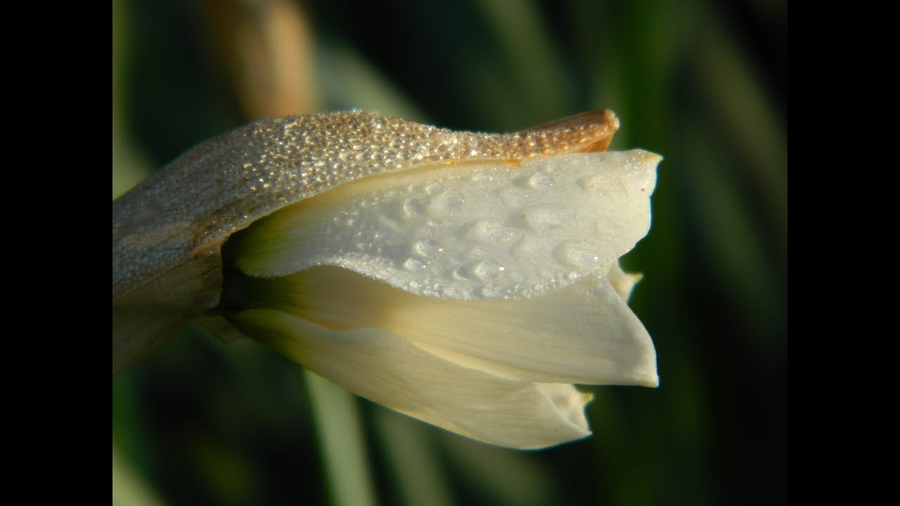 06_05_2019 Нарцисс махровый Альбус Пленус Одоратус ч1 Приятного Дня!