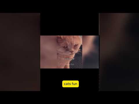 "Crazy Cat Moments Caught on Camera! 😹🎥