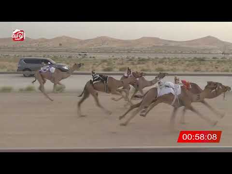  ش 7 (مياس) لـ عوض الصغير بن عنوده العامري 3:10 ، شارة الشيخ طحنون 2026/7/31 فطامين الخزنة