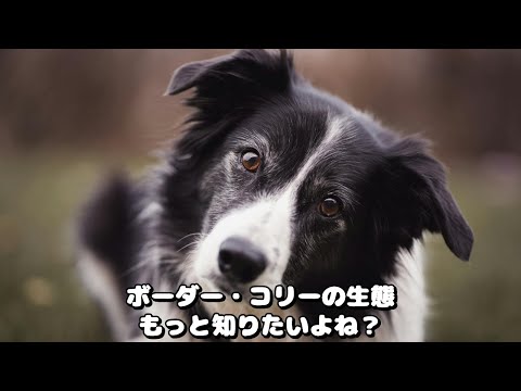 ラフ・コリー 600.jpg