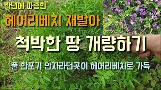헤어리베치파종2년차 씨앗재발아 척박한땅 기름지게하는 방법