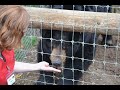 Ted The Black Bear Hand Fed Snacks At The North American Bear Center Ely MN USA