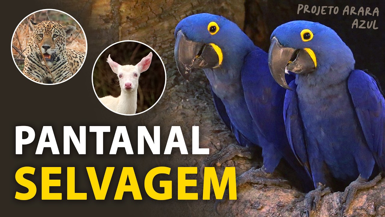 ARARAS-AZUIS no PANTANAL: Ninhos, aves, onças e outras raridades! | Projeto Arara Azul