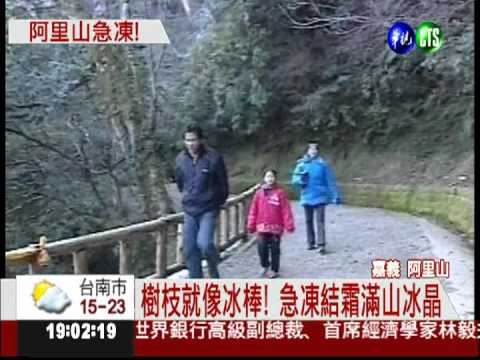 最低溫0.1度! 阿里山樹葉結霜