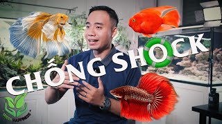 Giải pháp chống SHOCK nước, bảo vệ cá cảnh của bạn!