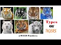All Types Of Tiger All Living Sub Species Of Tigers